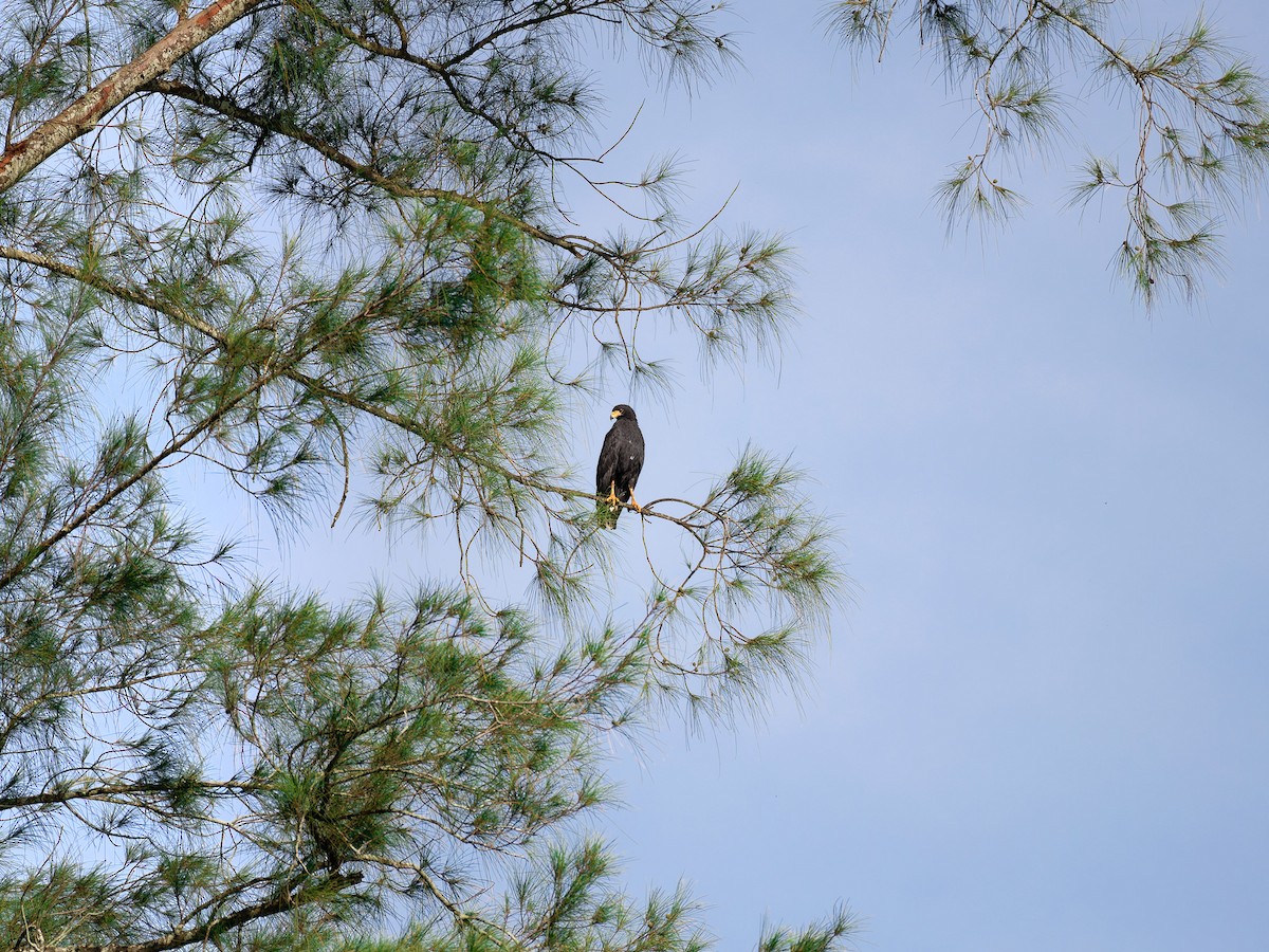 Common Black Hawk - ML641532261