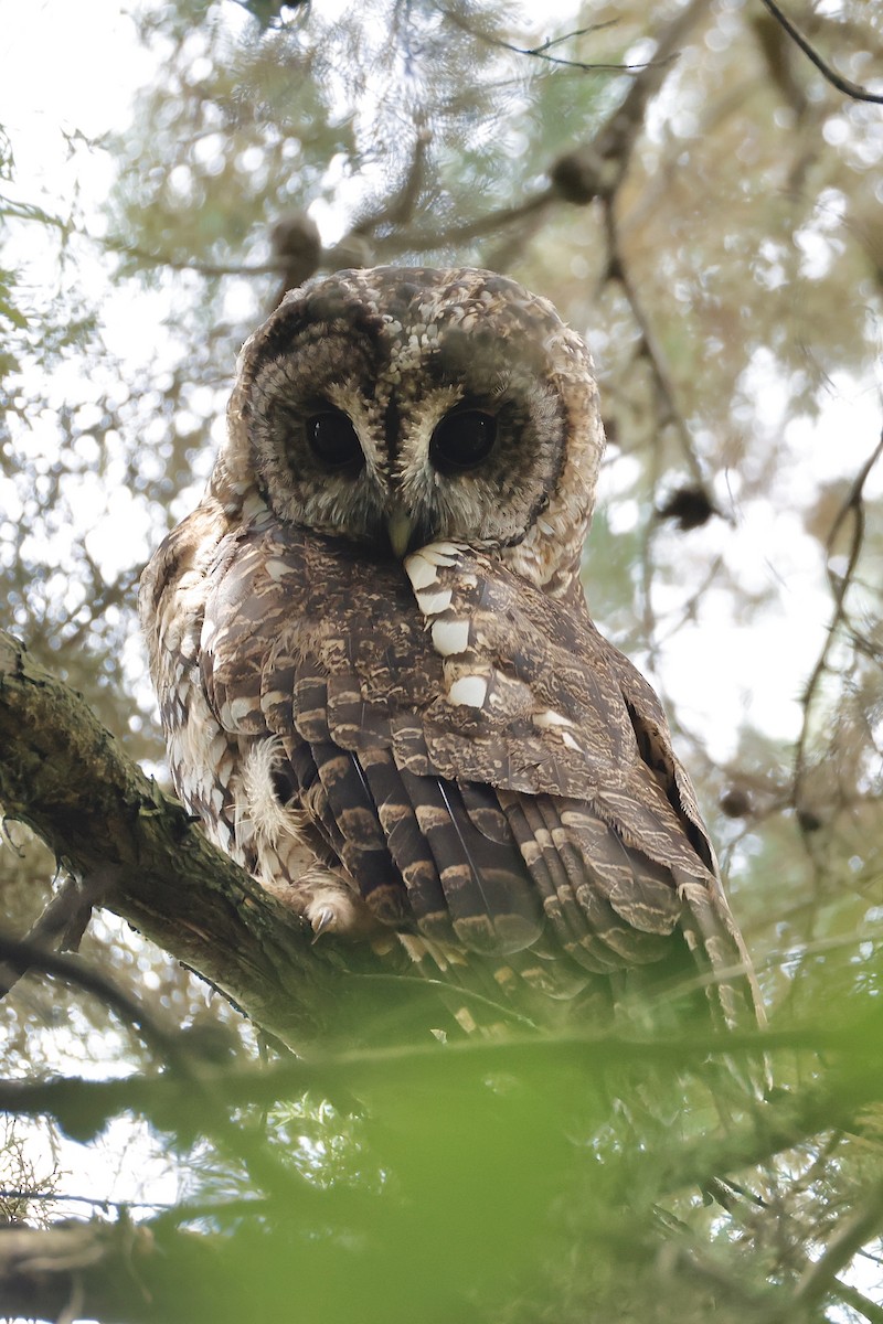 Himalayan Owl - ML641532262