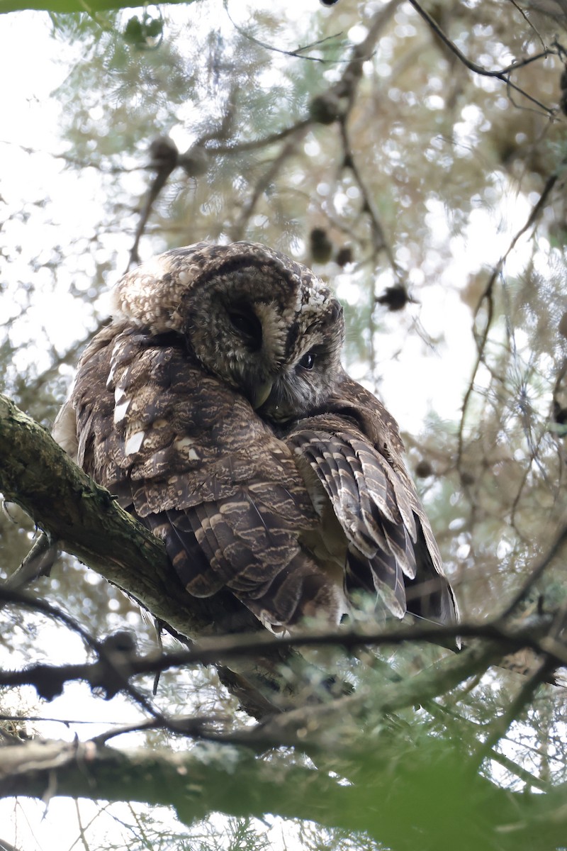 Himalayan Owl - ML641532263