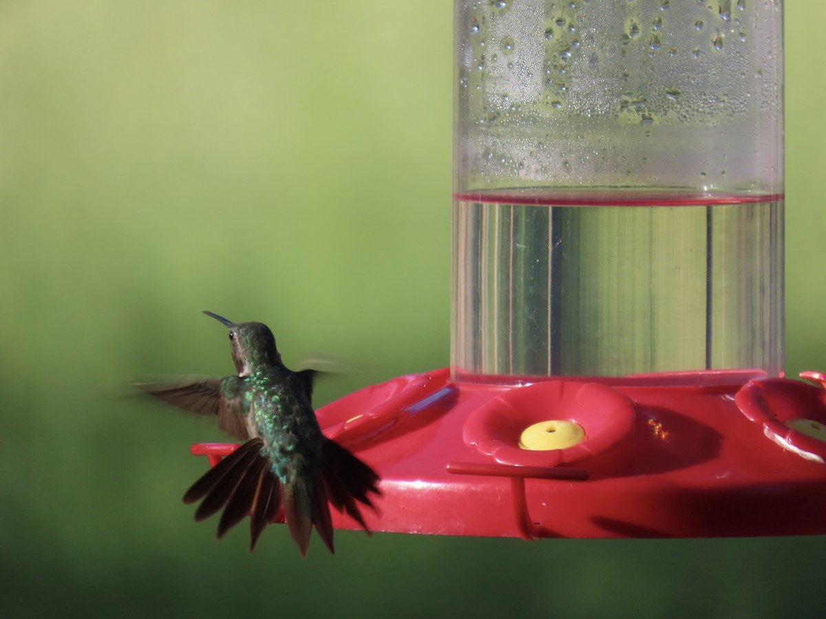 Black-chinned Hummingbird - ML641532264
