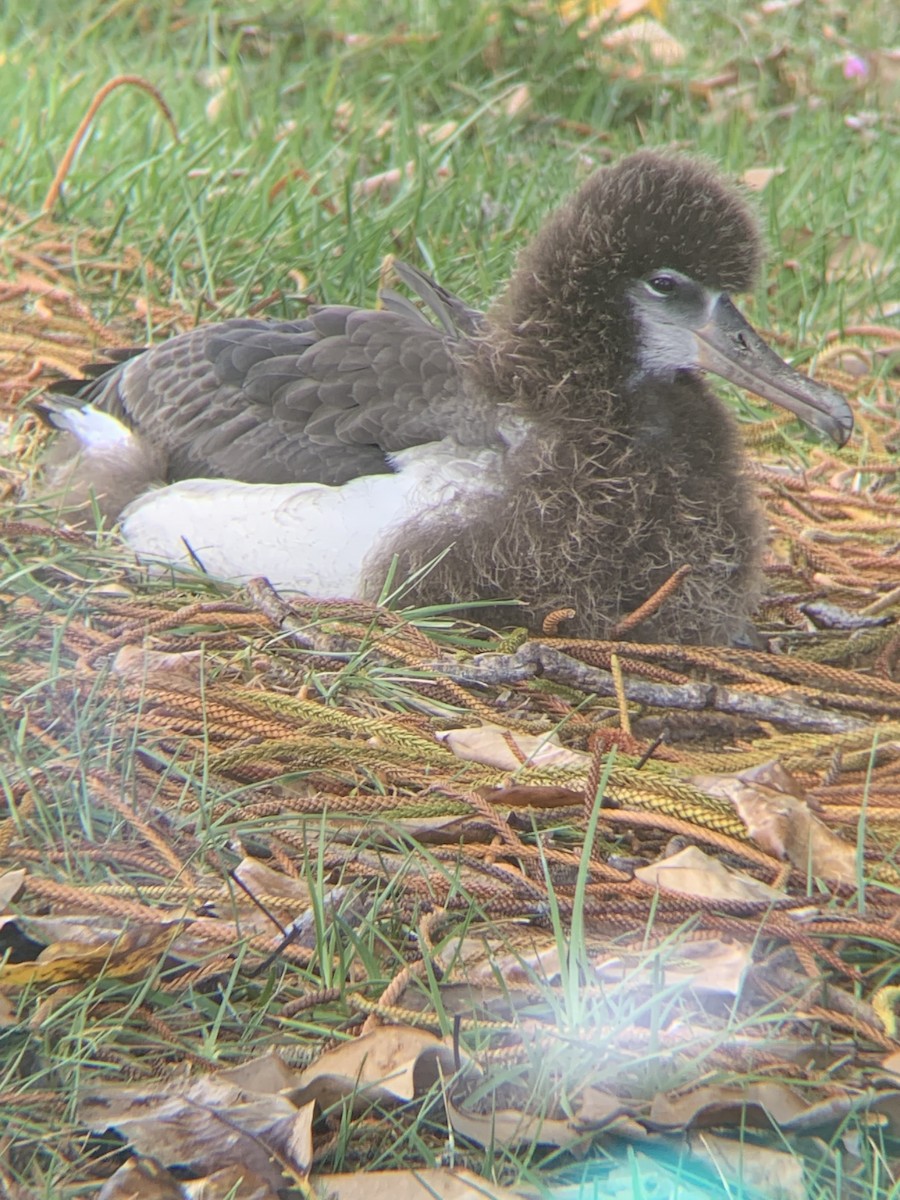 Laysan Albatross - ML641532266