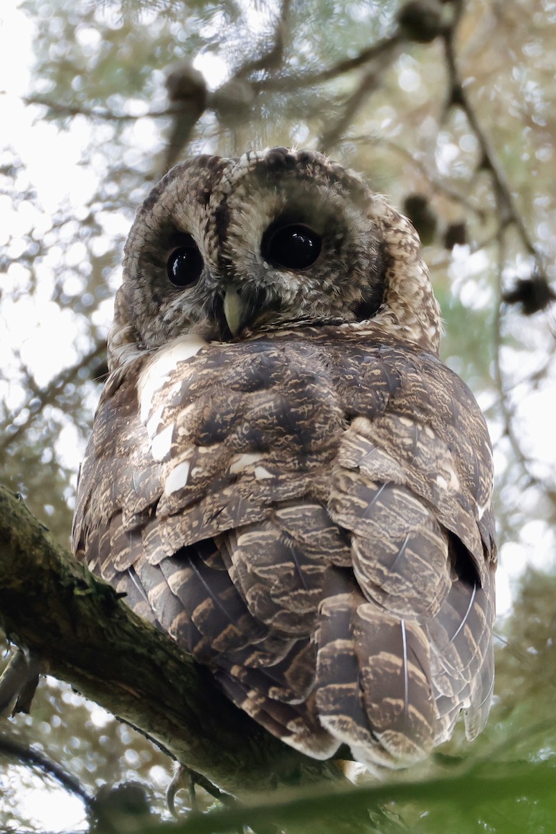 Himalayan Owl - ML641532267