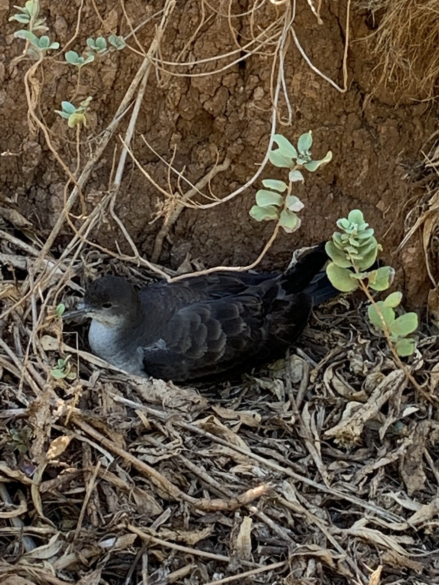Wedge-tailed Shearwater - ML641532279