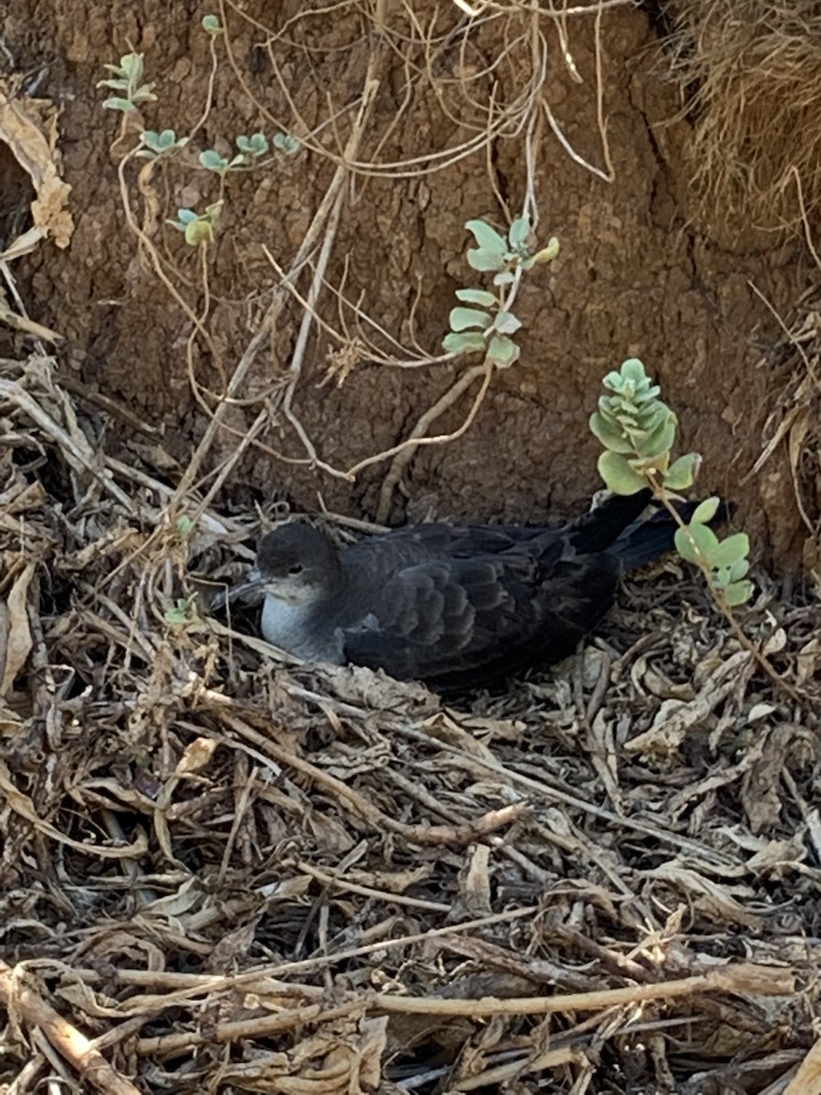 Wedge-tailed Shearwater - ML641532280