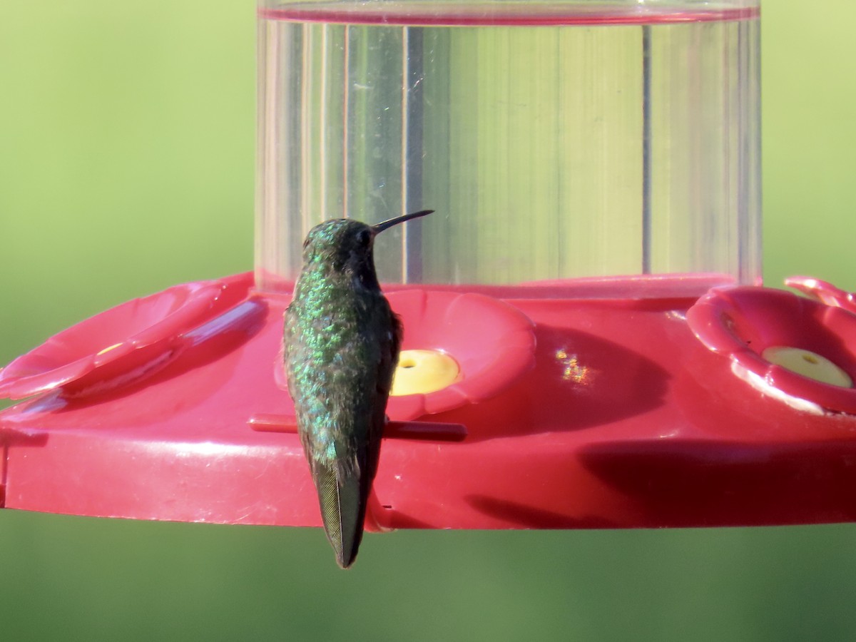 Black-chinned Hummingbird - ML641532335