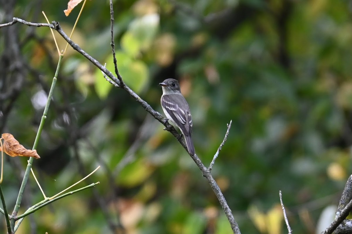 Eastern Wood-Pewee - ML641532347