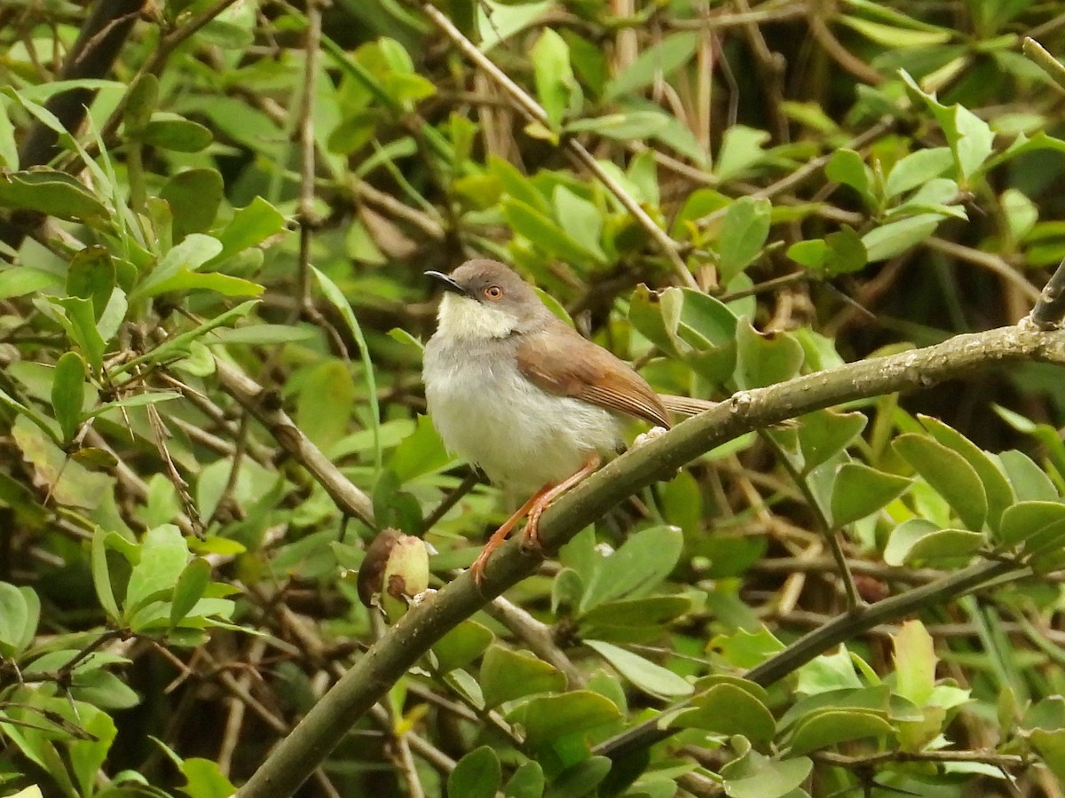Gray-breasted Prinia - ML641532365