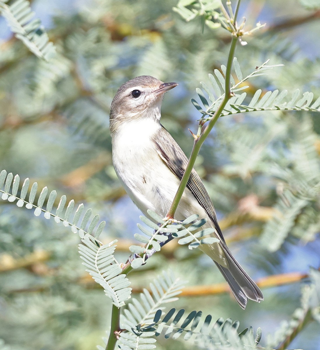 Warbling Vireo - ML641532369