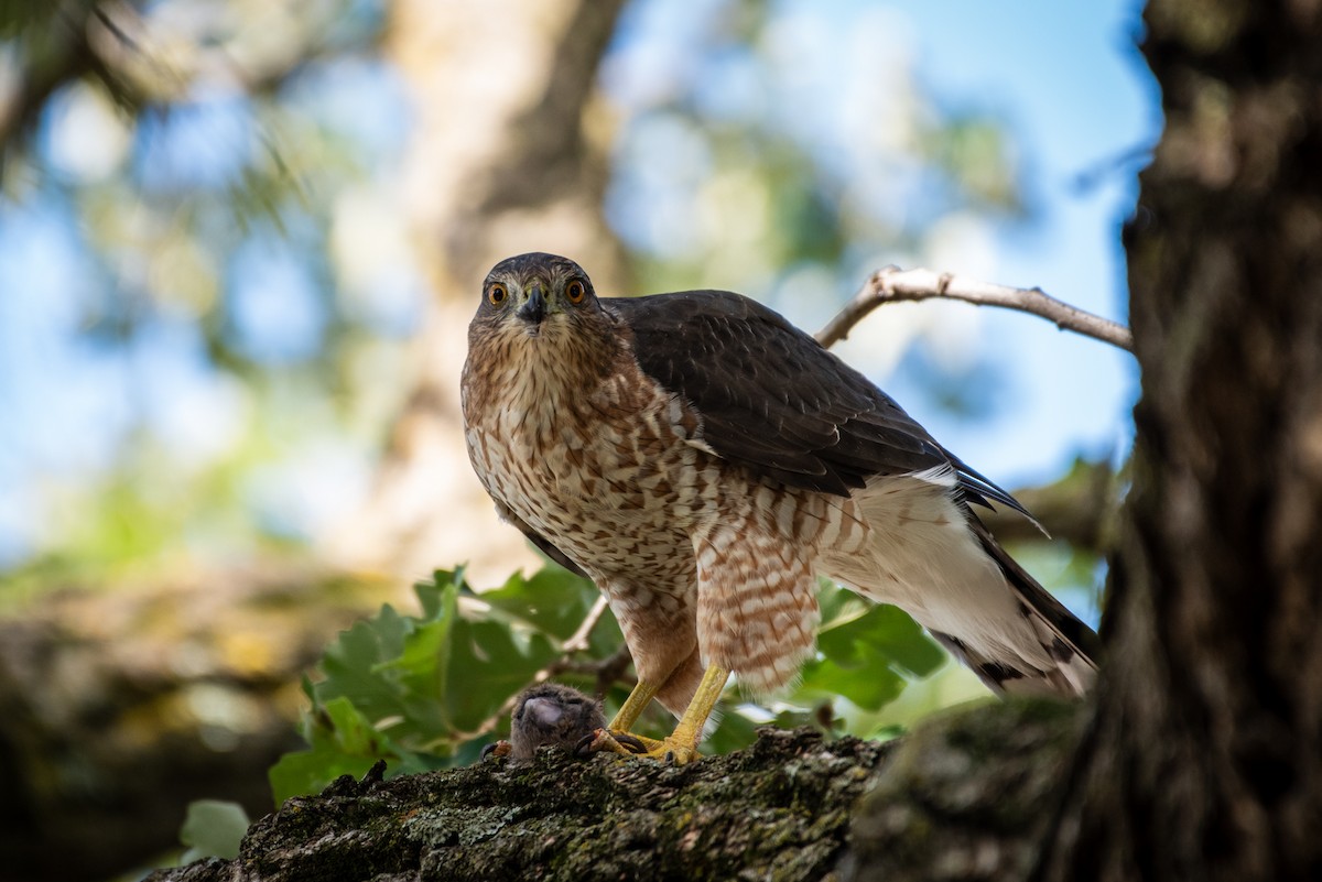Cooper's Hawk - ML641532380