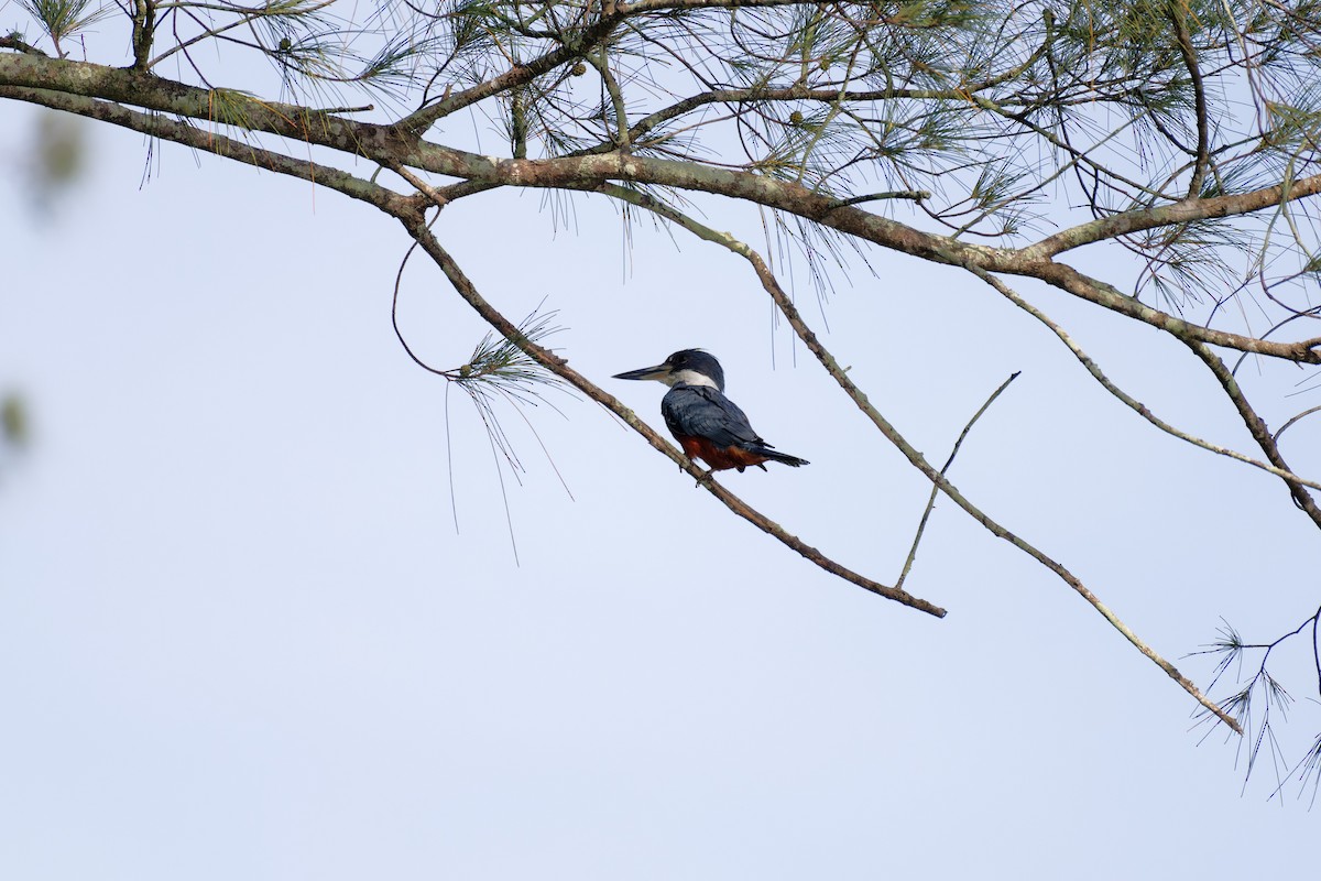 Ringed Kingfisher - ML641532386