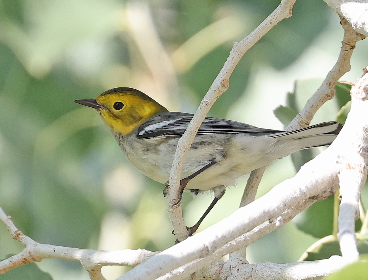 Hermit Warbler - ML641532396