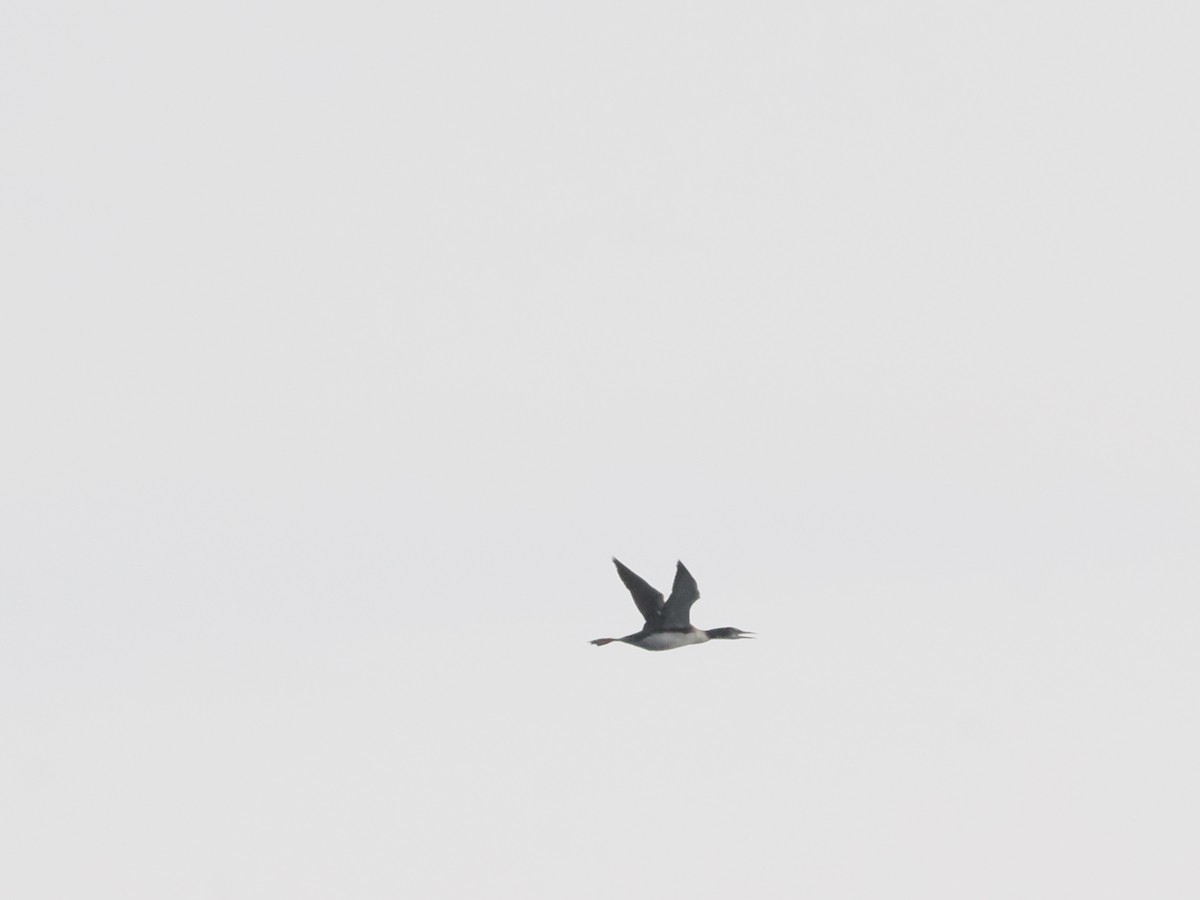 Pacific Loon - ML641532455