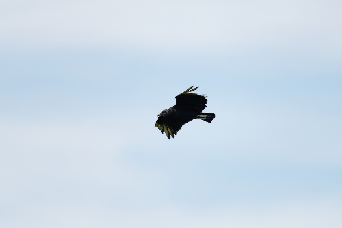Black Vulture - ML641532501
