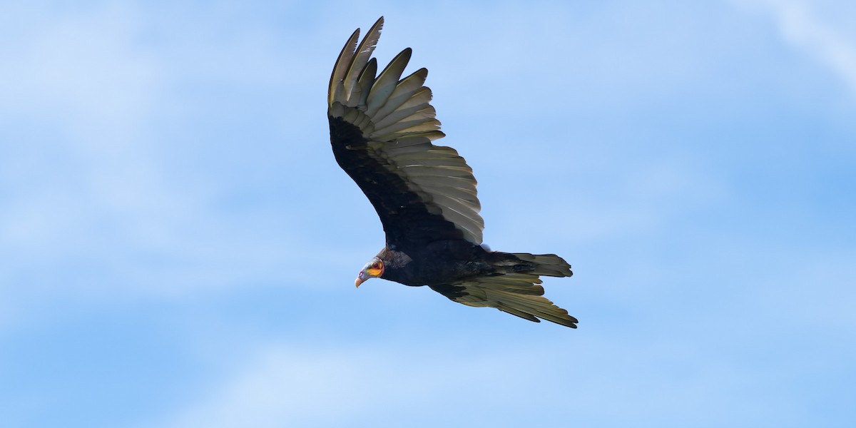 Lesser Yellow-headed Vulture - ML641532505