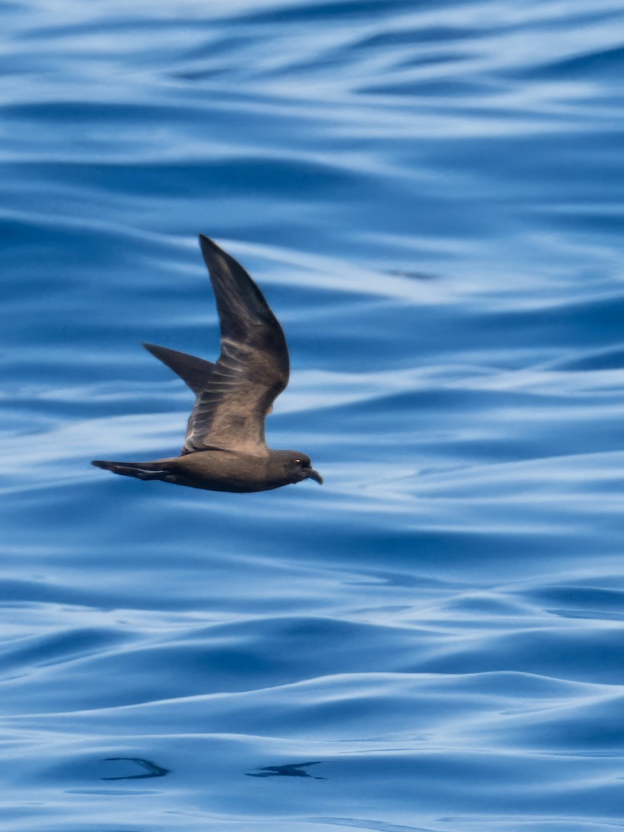Black Storm-Petrel - ML641532538