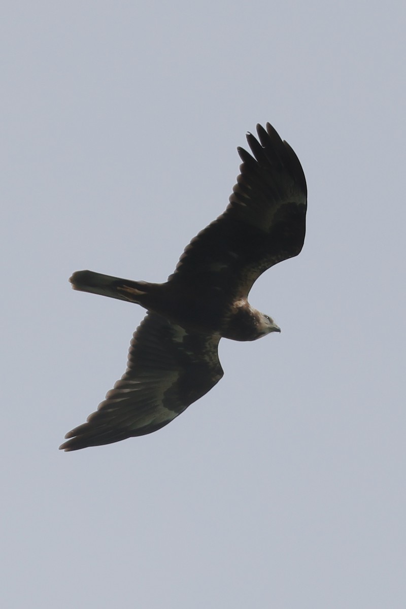 Eastern Marsh Harrier - ML641532541