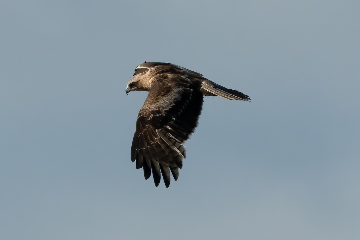 Little Eagle - ML641532547
