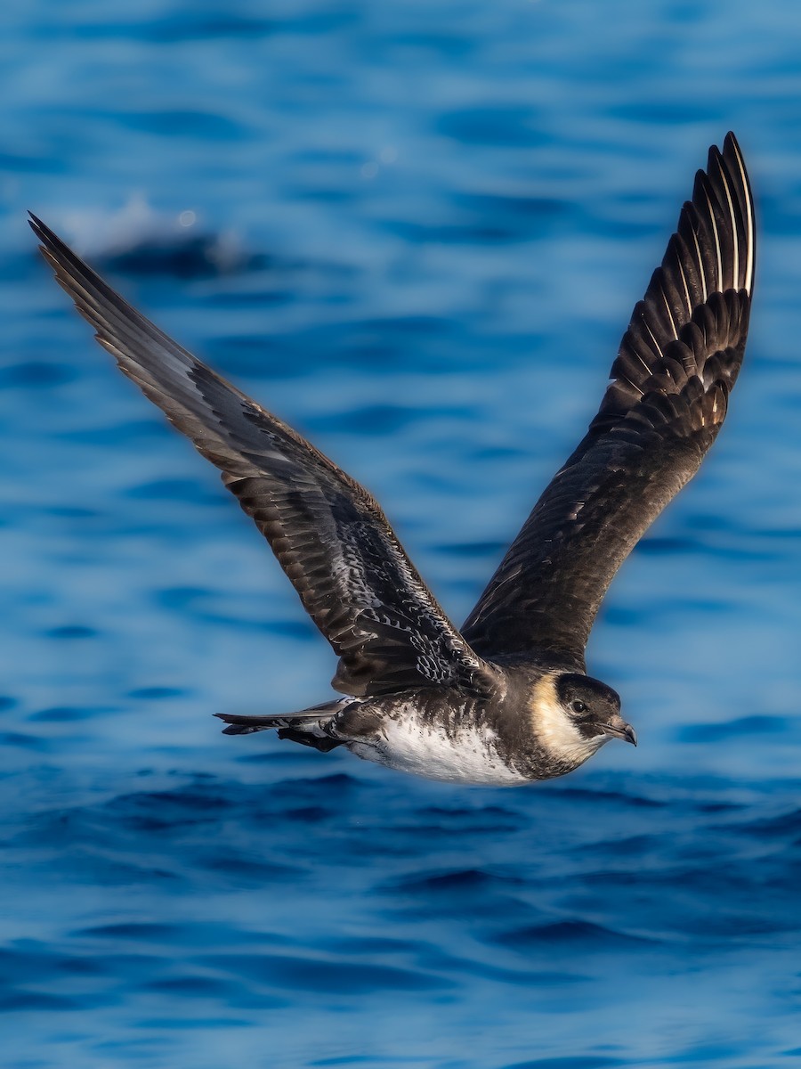 Pomarine Jaeger - ML641532614