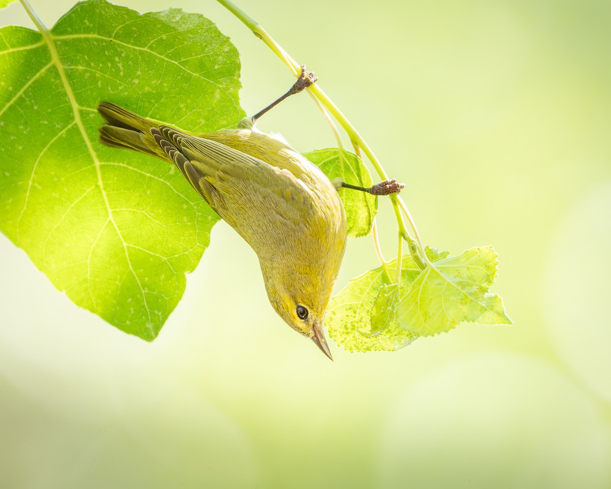 Orange-crowned Warbler - ML641532625