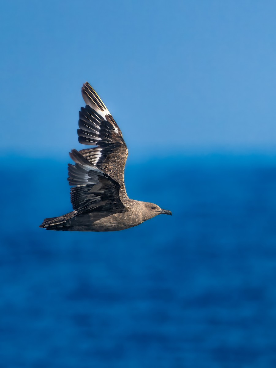 South Polar Skua - ML641532633