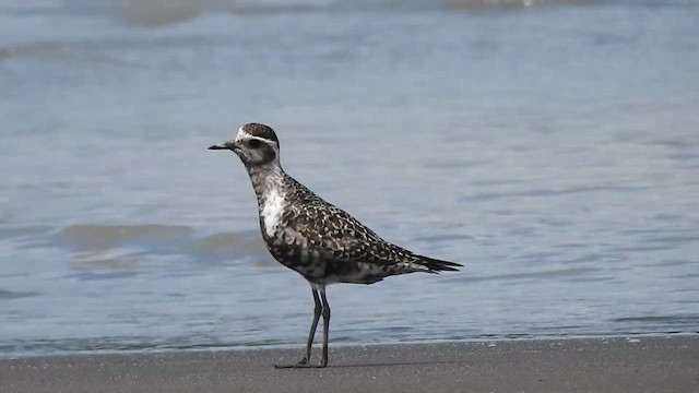 American Golden-Plover - ML641532643