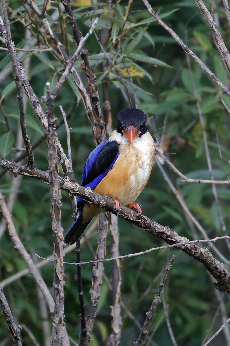 Хар магнайт халуу - ML641532652