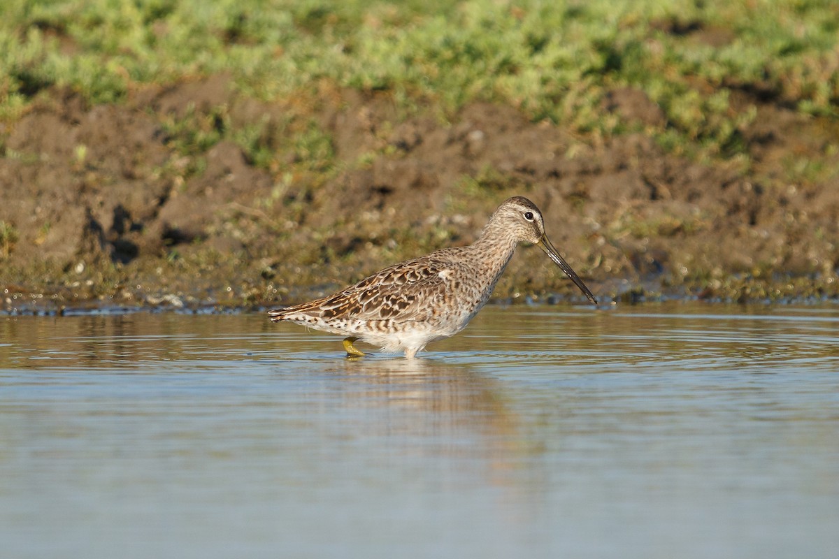 Long-billed Dowitcher - ML641532714