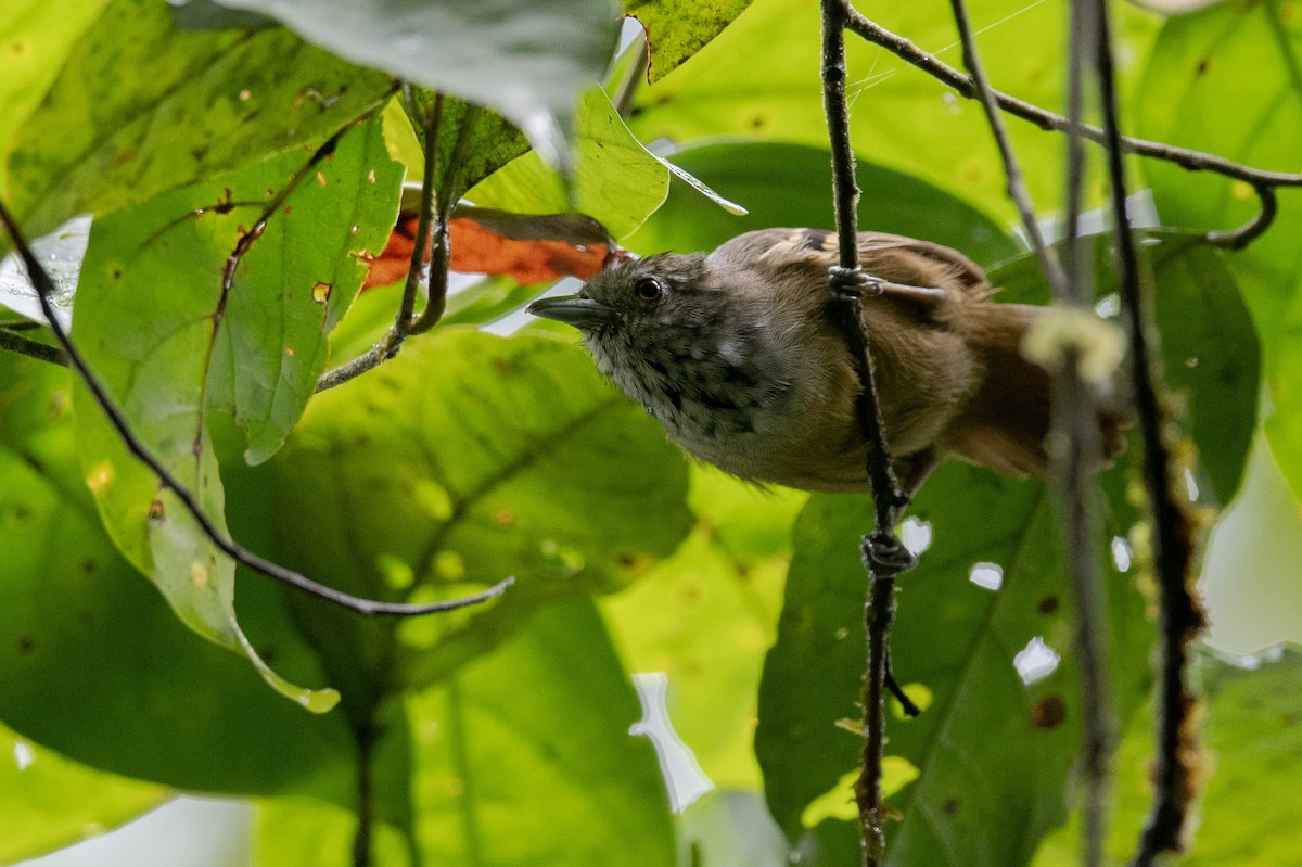 Checker-throated Stipplethroat - ML641532743