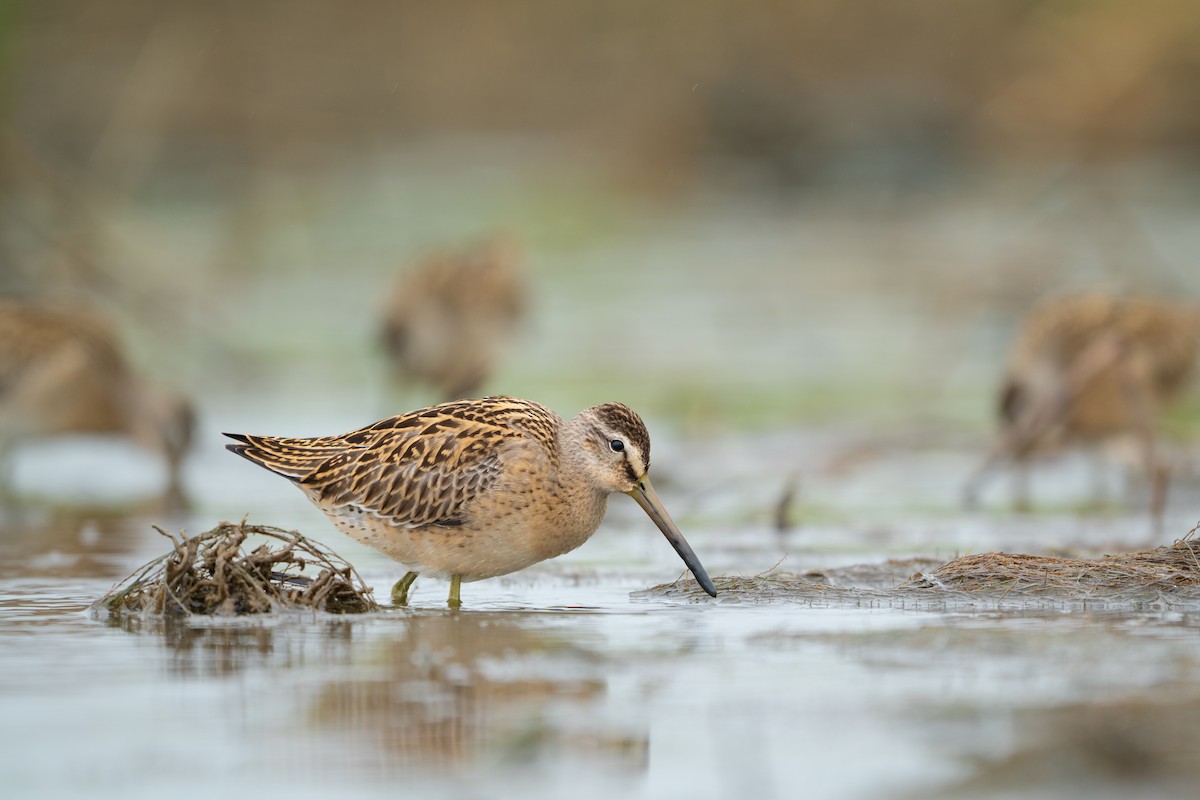 Short-billed Dowitcher - ML641532794