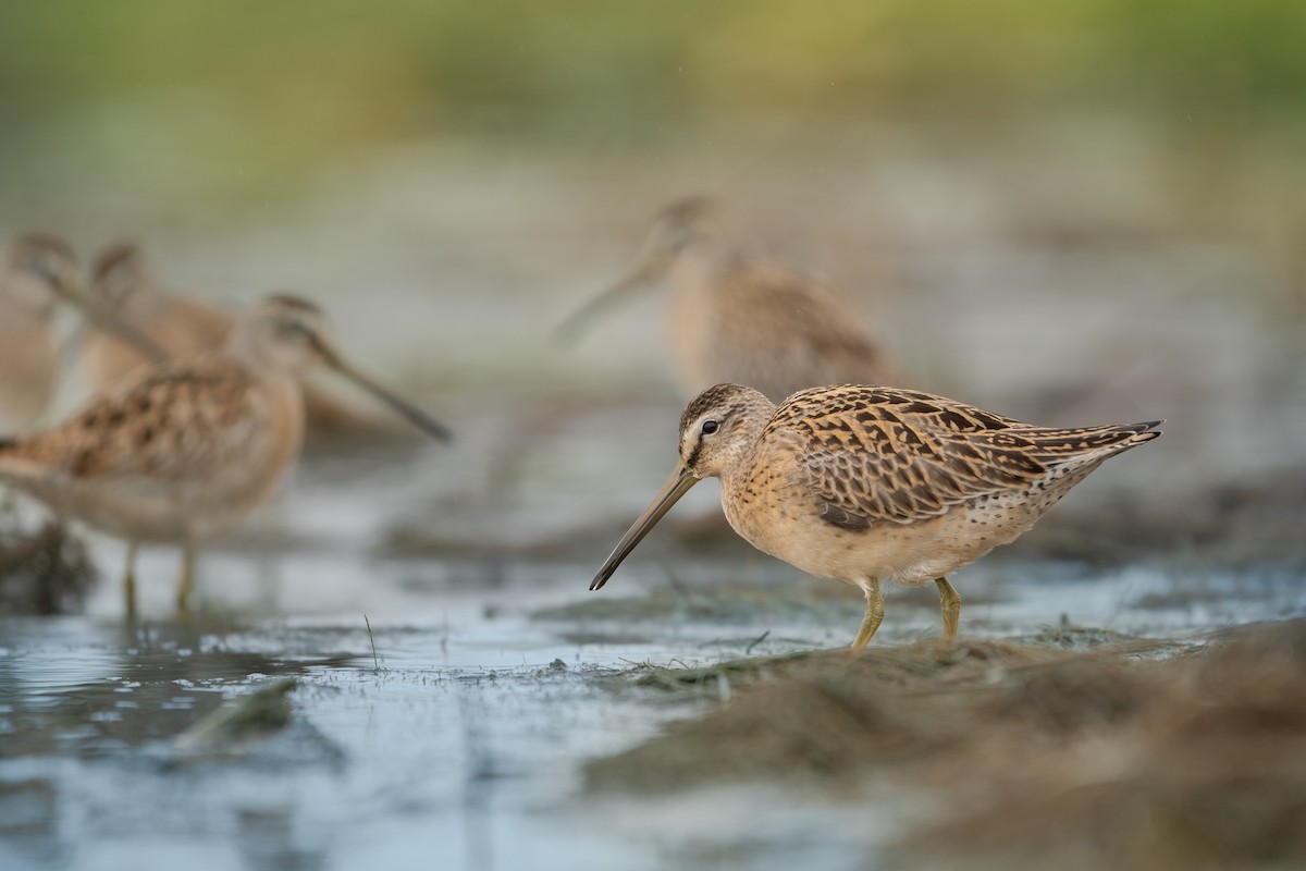 Short-billed Dowitcher - ML641532795