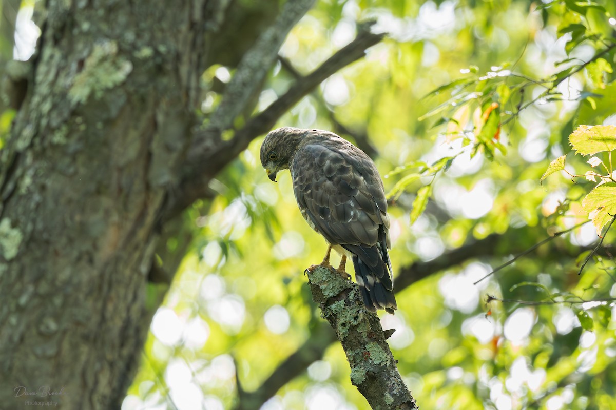 Broad-winged Hawk - ML641532819