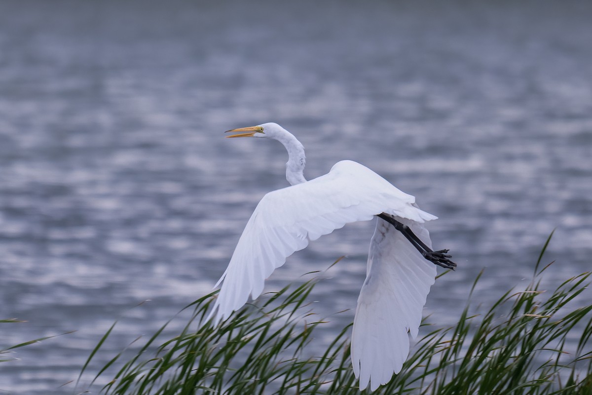 Great Egret - ML641532821
