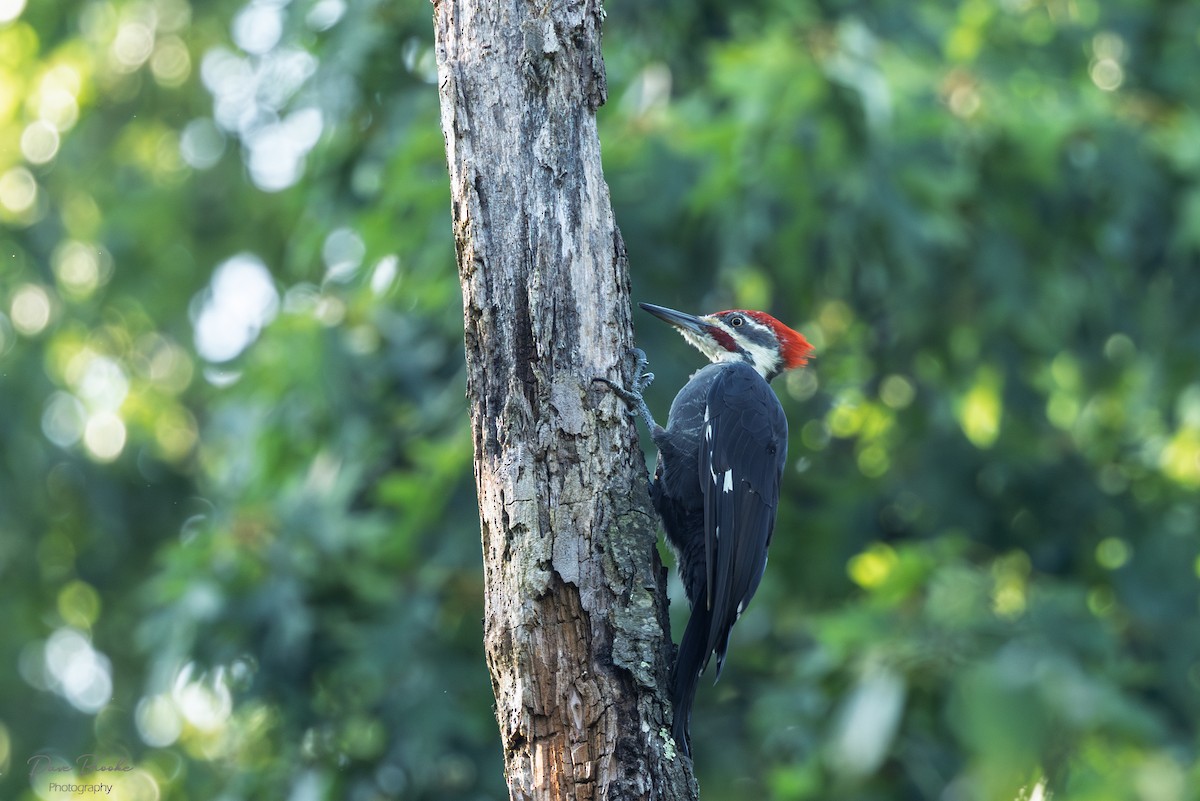 Pileated Woodpecker - ML641532832