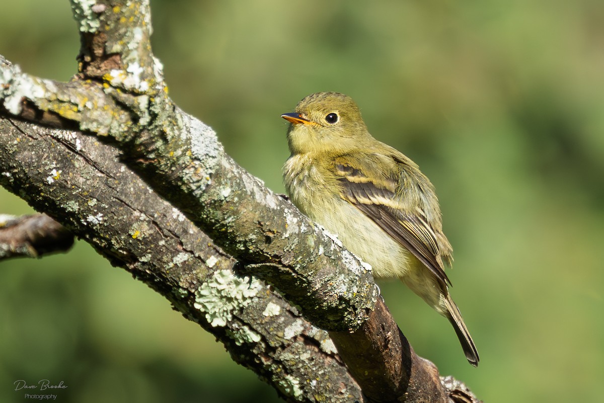 Yellow-bellied Flycatcher - ML641532841
