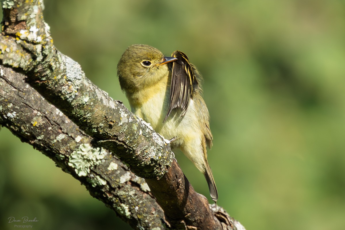Yellow-bellied Flycatcher - ML641532842