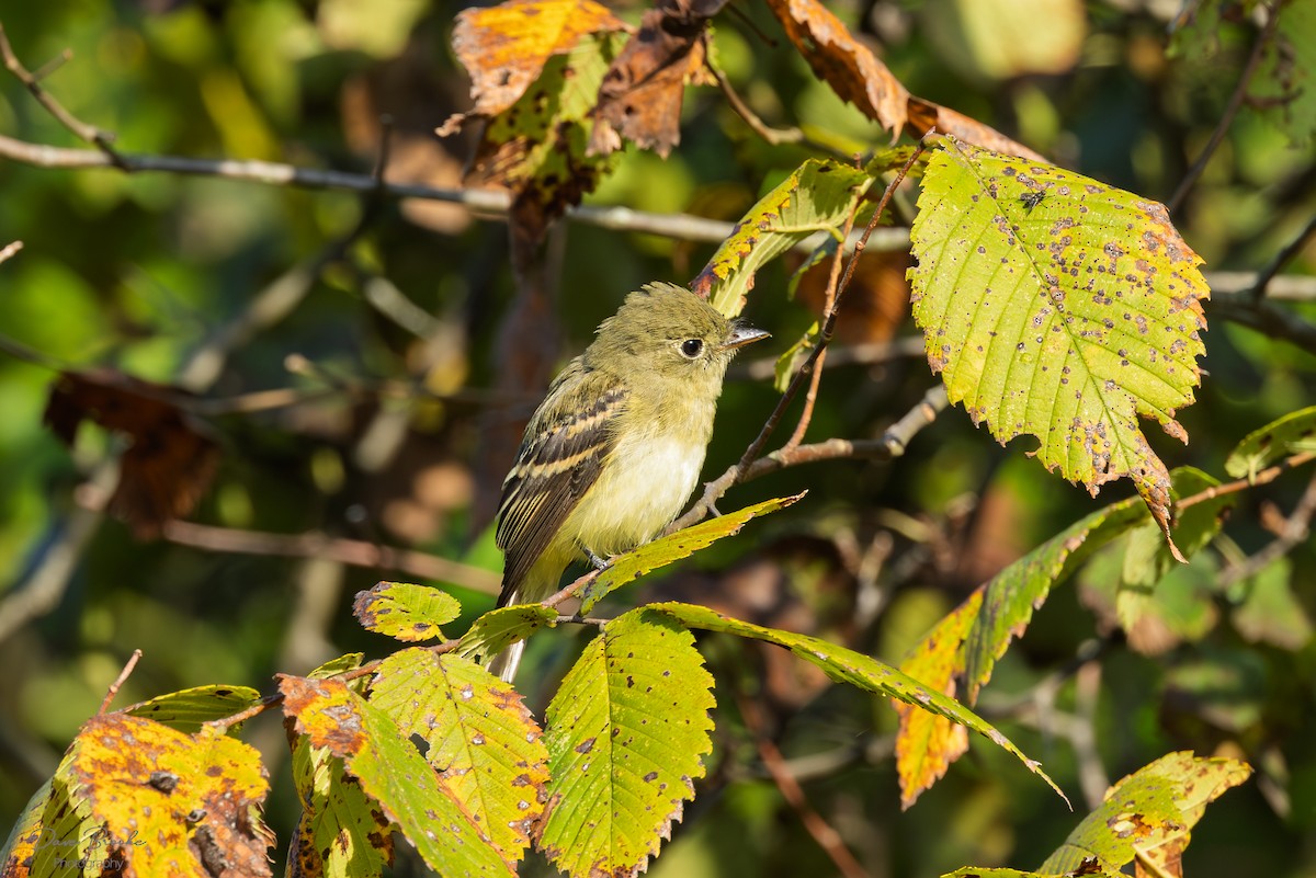 Yellow-bellied Flycatcher - ML641532843