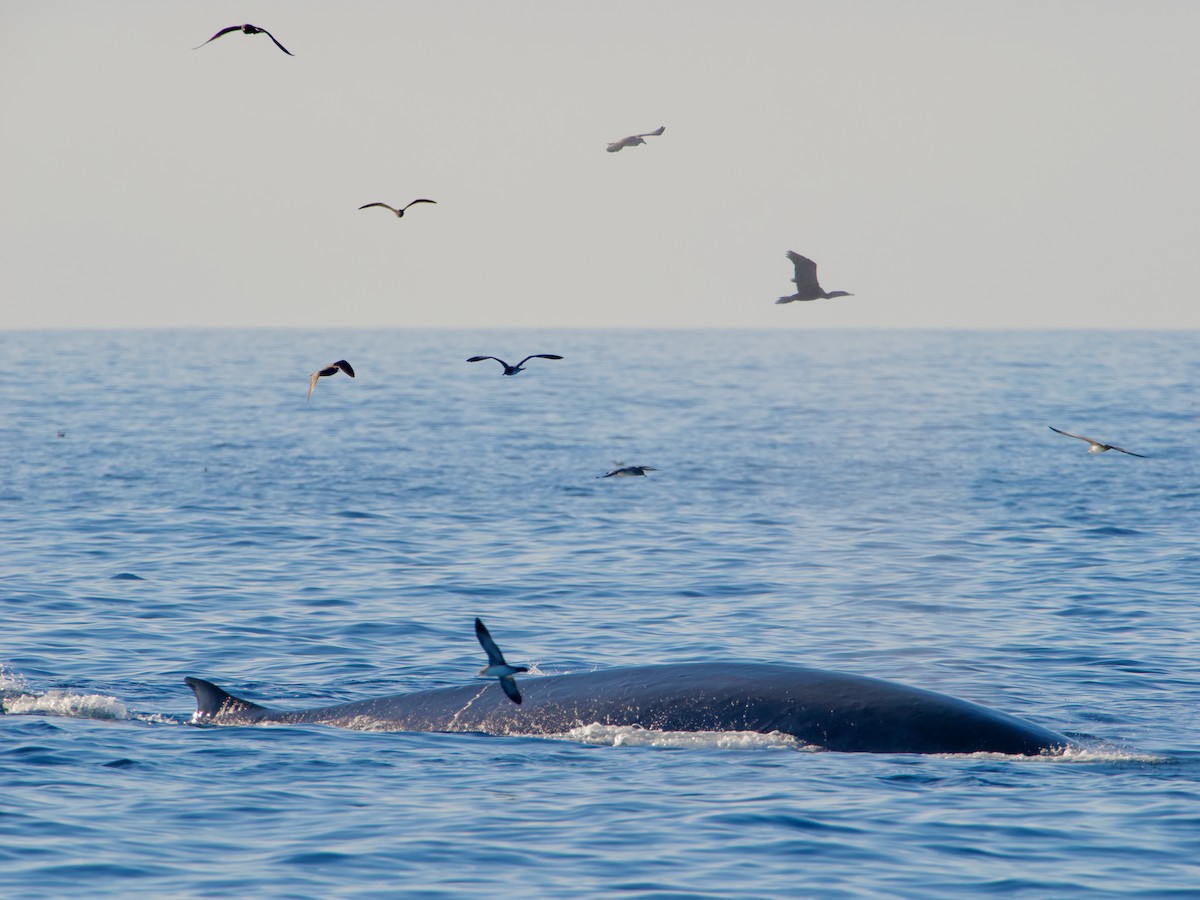 Fin Whale - ML641532846