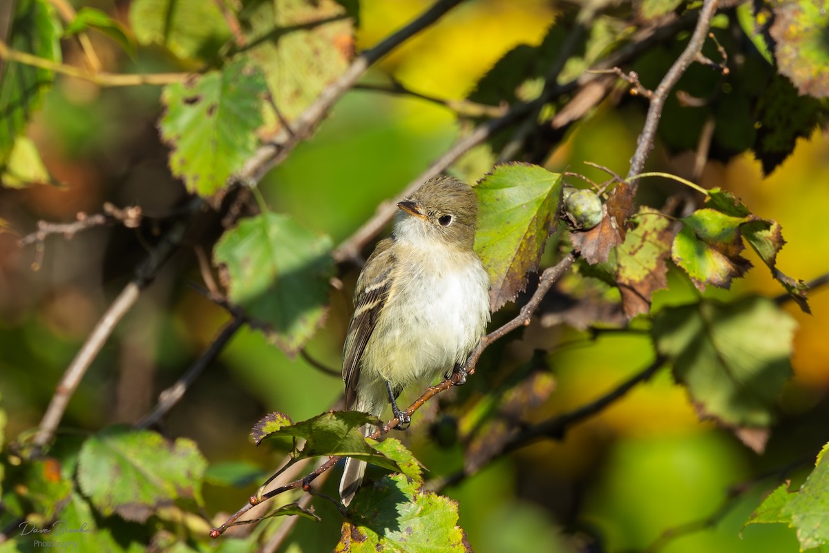 Least Flycatcher - ML641532853