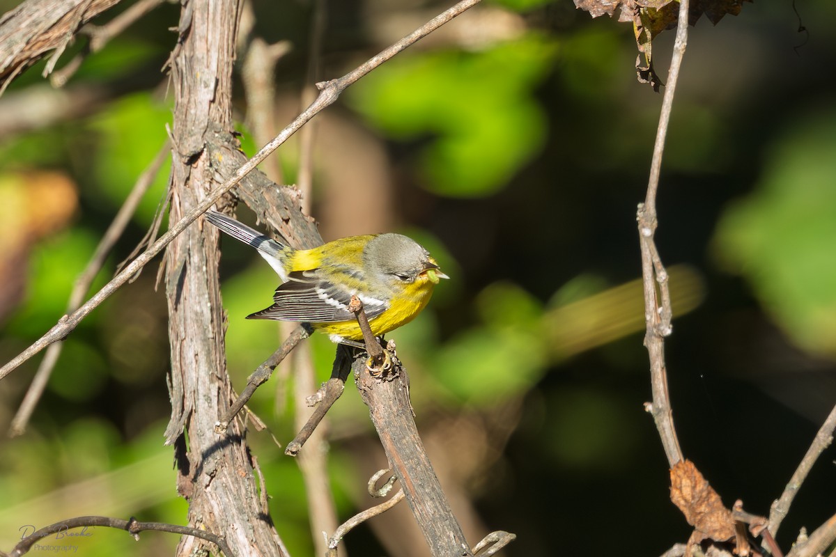 Magnolia Warbler - ML641532870