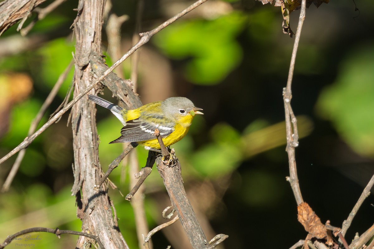Magnolia Warbler - ML641532871