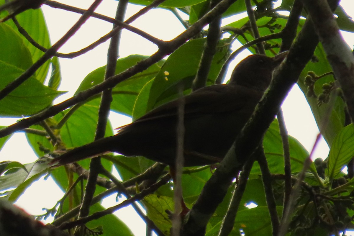 Glossy-black Thrush - ML641532872