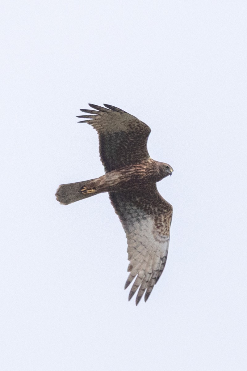 Swamp Harrier - ML641532883