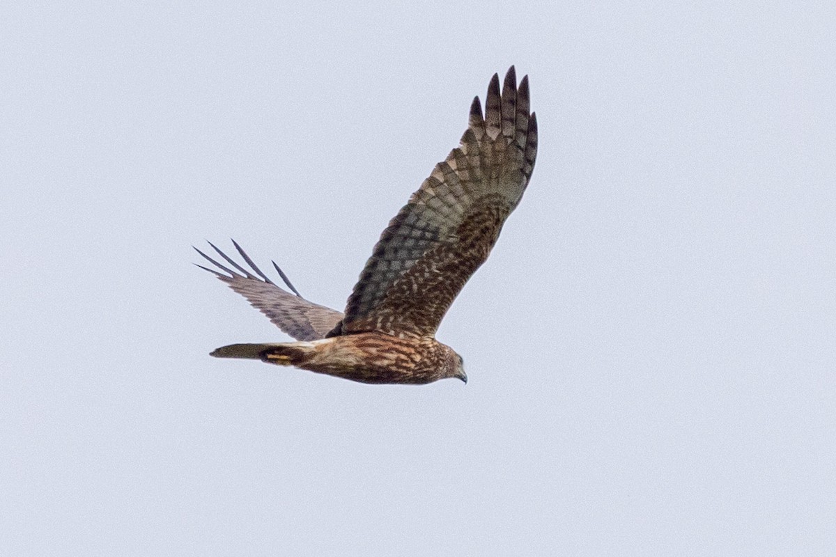 Swamp Harrier - ML641532884