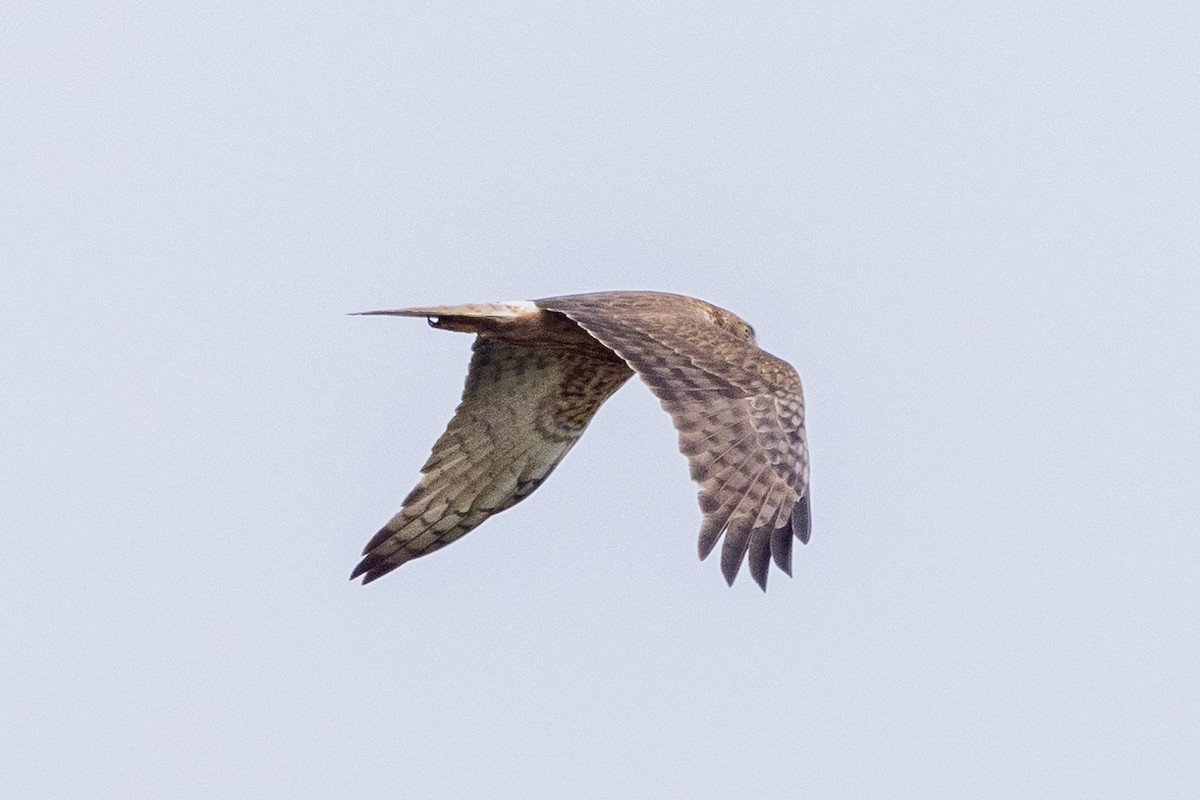 Swamp Harrier - ML641532885