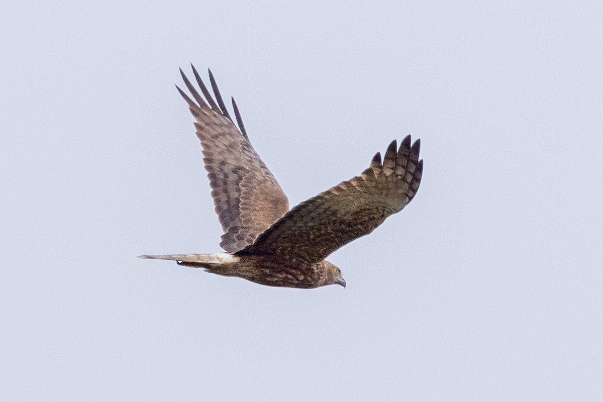 Swamp Harrier - ML641532886