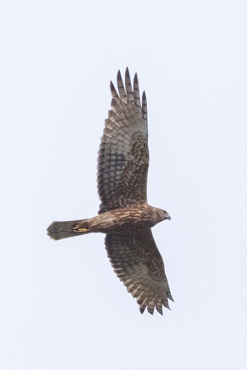 Swamp Harrier - ML641532887