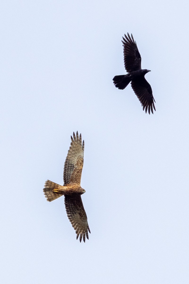 Swamp Harrier - ML641532888