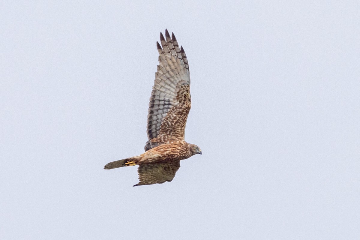 Swamp Harrier - ML641532889