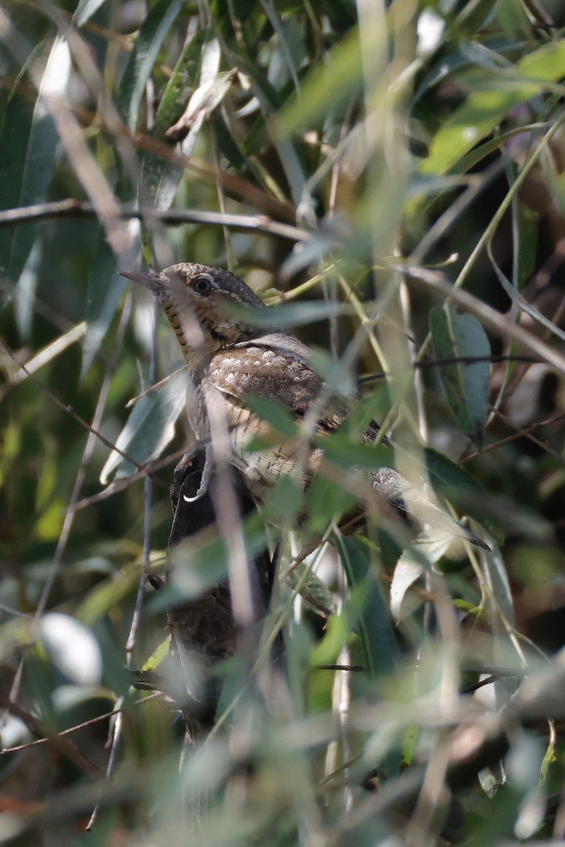 Eurasian Wryneck - ML641532922