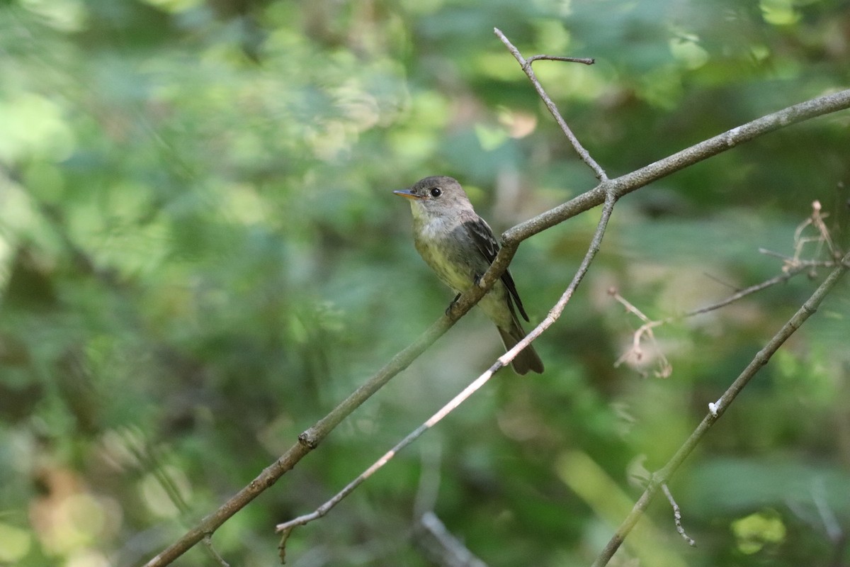 Eastern Wood-Pewee - ML641532959